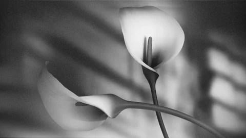 Two Elegant Calla Lilies Gently Moving and Blooming in Black and White, Min.. 库存影片 339074751