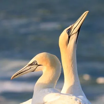 Two elegant gannets in portrait Stock Photos