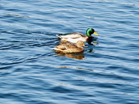 Two elegant mallards share peaceful swim amidst vibrant blue waterways with.. 库存照片
