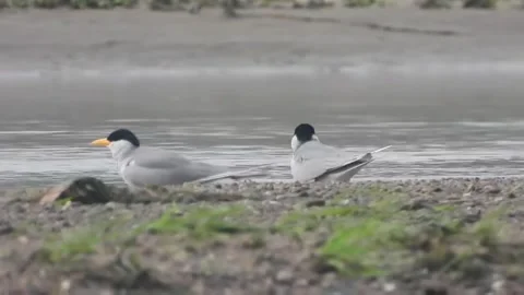 Two elegant river terns resting on a sandy riverbank Stock Footage 334824549