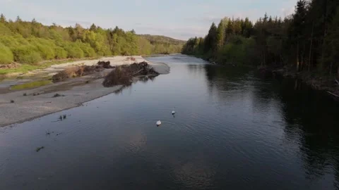 Two elegant swans drift on the Isar River near Munich, Germany. Their bond and Stock Footage 315683787