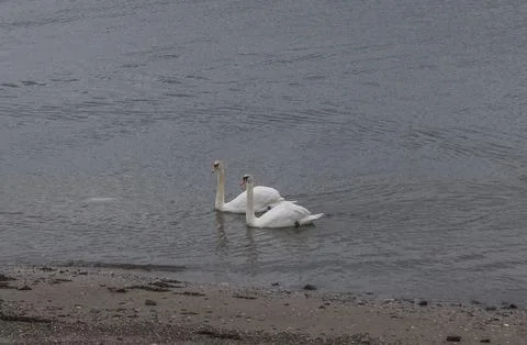 Two elegant swans glide calmly on quiet water Stock-Fotos