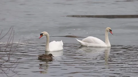 Two elegant swans glide through a calm, partially frozen lake 库存影片 303370979