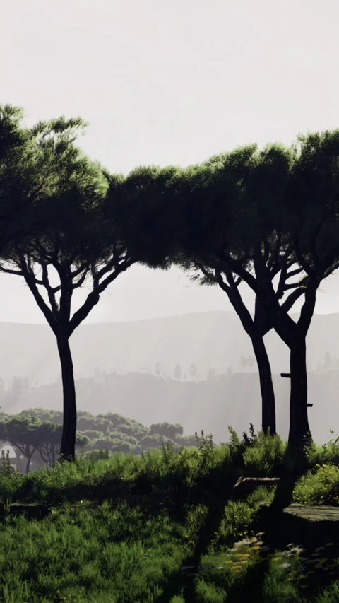 Two elegant trees stand tall against a serene backdrop in the fading light Stock Footage 334244194