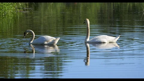 Two elegant white mute swans swimming and feeding in a pond Stock-Footage 337740284