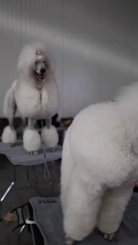 Two elegant white Standard Poodles stand proudly on grooming tables, their metic Stock Footage 294707614