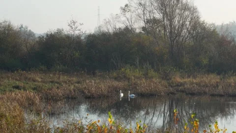 Two elegant white swans gracefully floating on calm lake Stock Footage 303929730