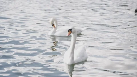 Two elegant white swans peacefully swimming on the calm, rippling water of a Stock Footage 332340418