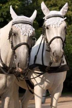 Two elegant white working horses in bridles Stock Photos