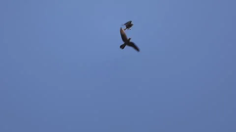 Two Eleonoras Falcons Interacting In Air Stock Footage 340015792