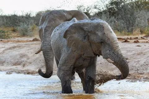 Two elepants trying to get as muddy as possible. Stock Photos