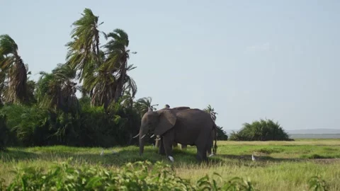 Two Elephant Bulls Stock Footage 304088651