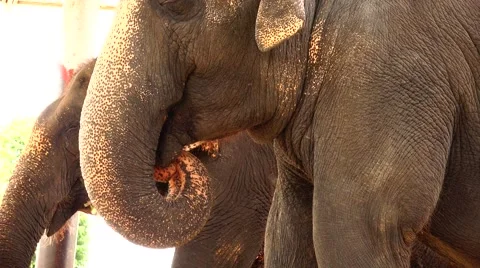 Two elephant chewing. Side view. Stock Footage 48570514