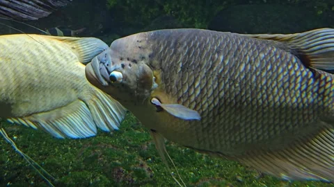 Two elephant ear fish gourami  Stock-Footage 269826358