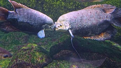 Two elephant ear fish gourami  Stock-Footage 269826413
