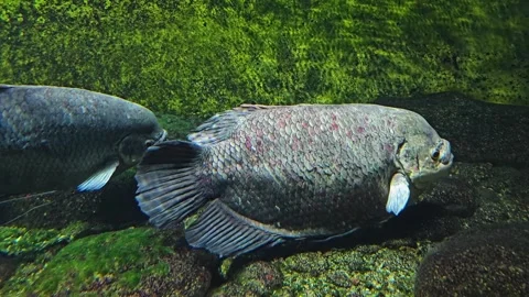 Two Elephant Ear Gourami fish Stock Footage 275478130