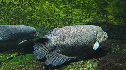 Two Elephant Ear Gourami fish Stock Footage 275510304