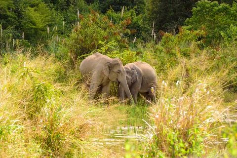 Two elephant in the forest Stock Photos