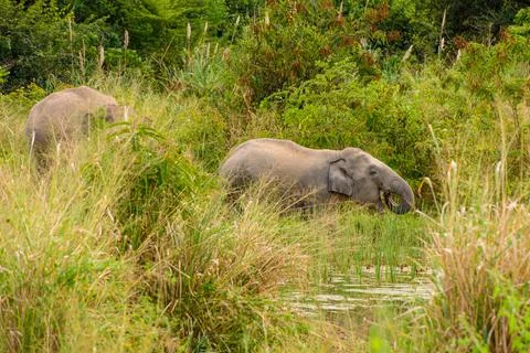 Two elephant in the forest Stock Photos