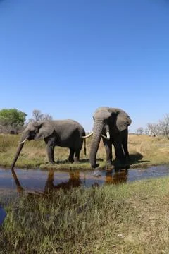 Two Elephant in the open -Botswana Stock Photos