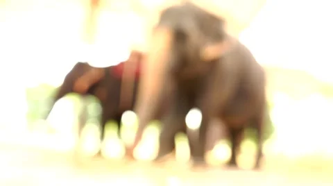 Two elephant. The overall plan, not the focus. Stock Footage 48571135