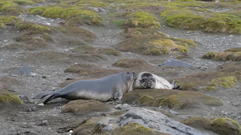 Two Elephant Seals playing on the beach Stock Footage 147326190
