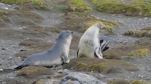 Two Elephant Seals playing on the beach Stock Footage 147326648