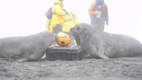 Two Elephant Seals playing with helmet in South Georgia Stock Footage 118713805