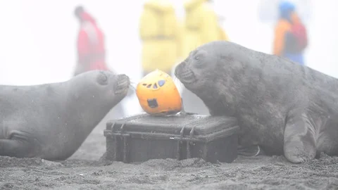 Two Elephant Seals playing with helmet in South Georgia Stock Footage 121578509