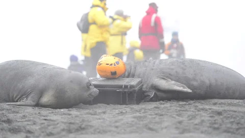 Two Elephant Seals playing with helmet on the beach Stock Footage 147325236