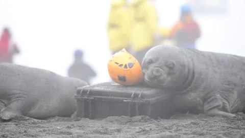 Two Elephant Seals playing with helmet on the beach Stock Footage 147325664