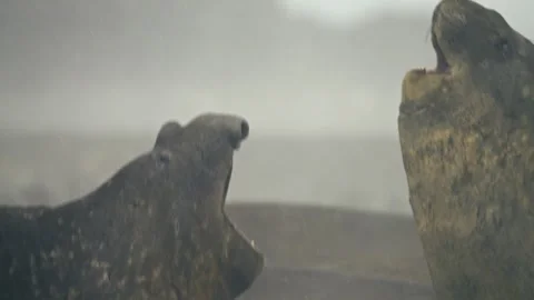 Two Elephant Seals Roaring Face to Face on Antarctic Shore in Slow Motion Stock Footage 332130870