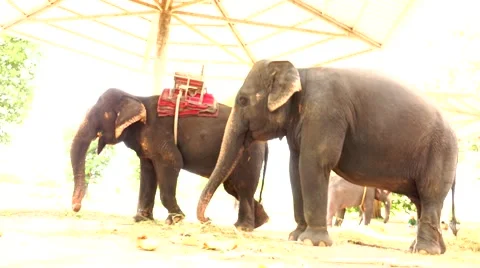 Two elephant side view. Stock Footage 48571132