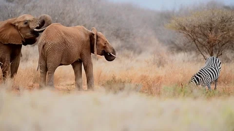 Two Elephants and a zebra drinking water from a small pond in the Savannah. 库存影片 332719187