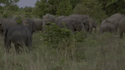 Two elephants are fighting and facing each other. Stock Footage 294623231