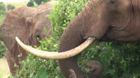 Two elephants are having a dinner (closeup). Safari in Tanzania Stock Footage 55931550