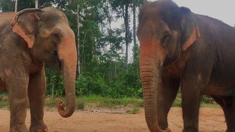 Two elephants are interacting intimately and kissing Stock Footage 308220847