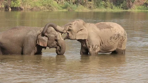 Two elephants are showing their love for each other in a pond Stock Footage 149018160