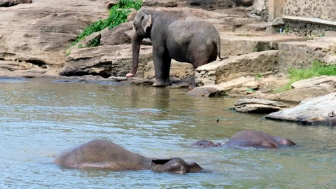Two elephants bathing in river water. Exotic footage, animals in the wild, fauna Video stock 300121207