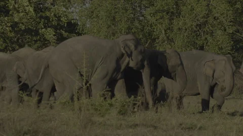 Two elephants chasing one male Stock Footage 294437997