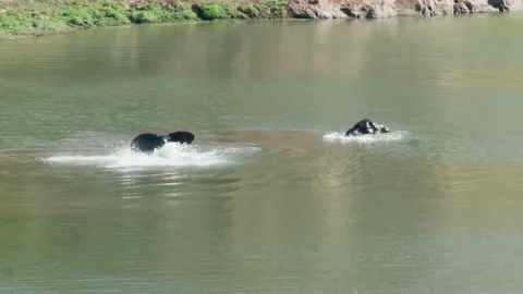 Two elephants coming up from water Vídeos de archivo 236920610