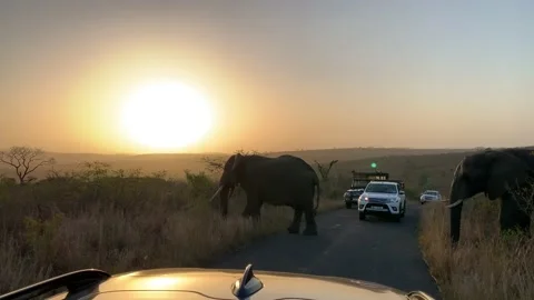 Two elephants crossing road during surnise Stock Footage 138266103