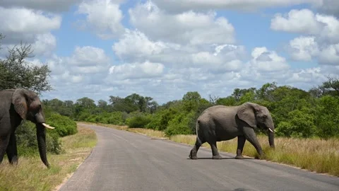 Two elephants crossing the road Vídeo Stock 152194547