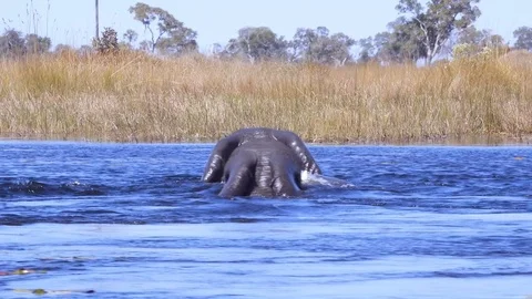 Two elephants in deep water crossing river channel filmed from boat Video stock 81563952