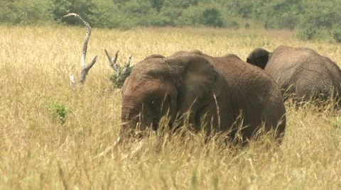 Two elephants in the distance Stock-Footage 22322941