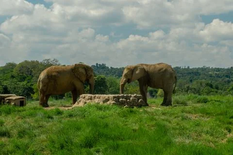 Two elephants drinking from well Stock Photos