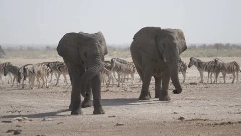 Two elephants on a dry savanna with a herd of zebras in the background Stock Footage 292717166