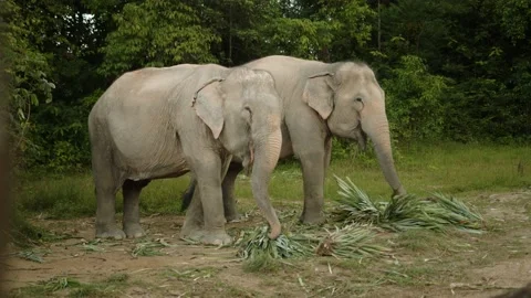 Two elephants eat palm trees in Thailand on a rainy day Stock Footage 224910819