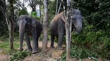 Two Elephants Eating Foliage Stock Footage 86017536