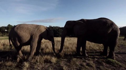 Two elephants eating Stock Footage 27361586